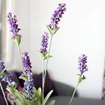 아파트 Lavanda *