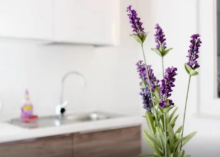 Lavanda